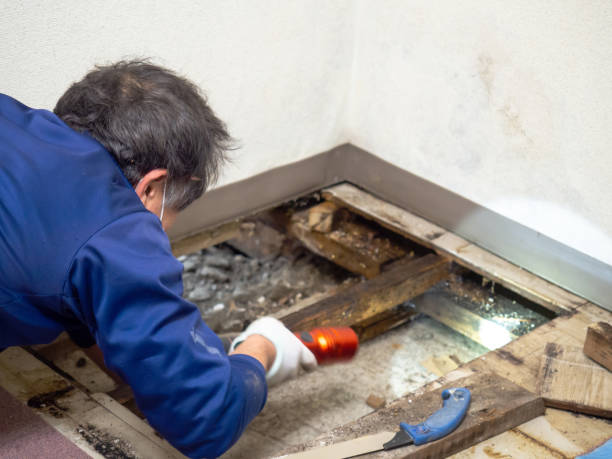 Best Office Mold Removal Services  in Pearson, GA