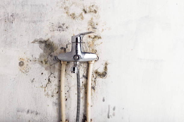 Best Toxic Mold Removal  in Pearson, GA