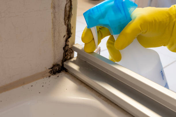 Best Mold Inspection  in Pearson, GA